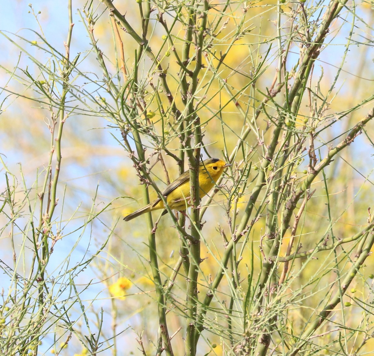 Wilson's Warbler - ML620591761