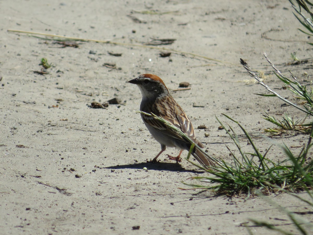 Chipping Sparrow - ML620591764