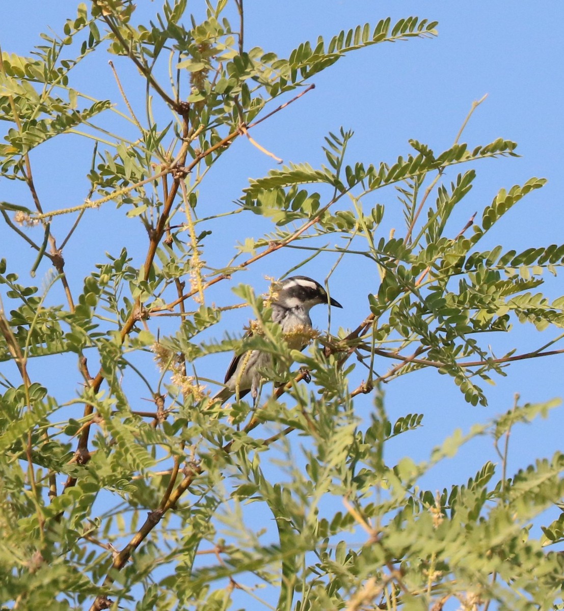 Black-throated Gray Warbler - ML620591765