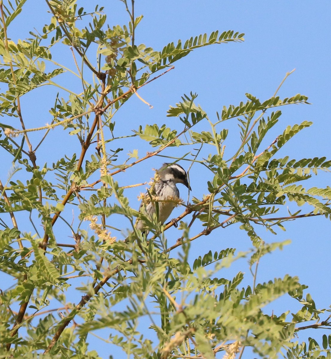 Black-throated Gray Warbler - ML620591766