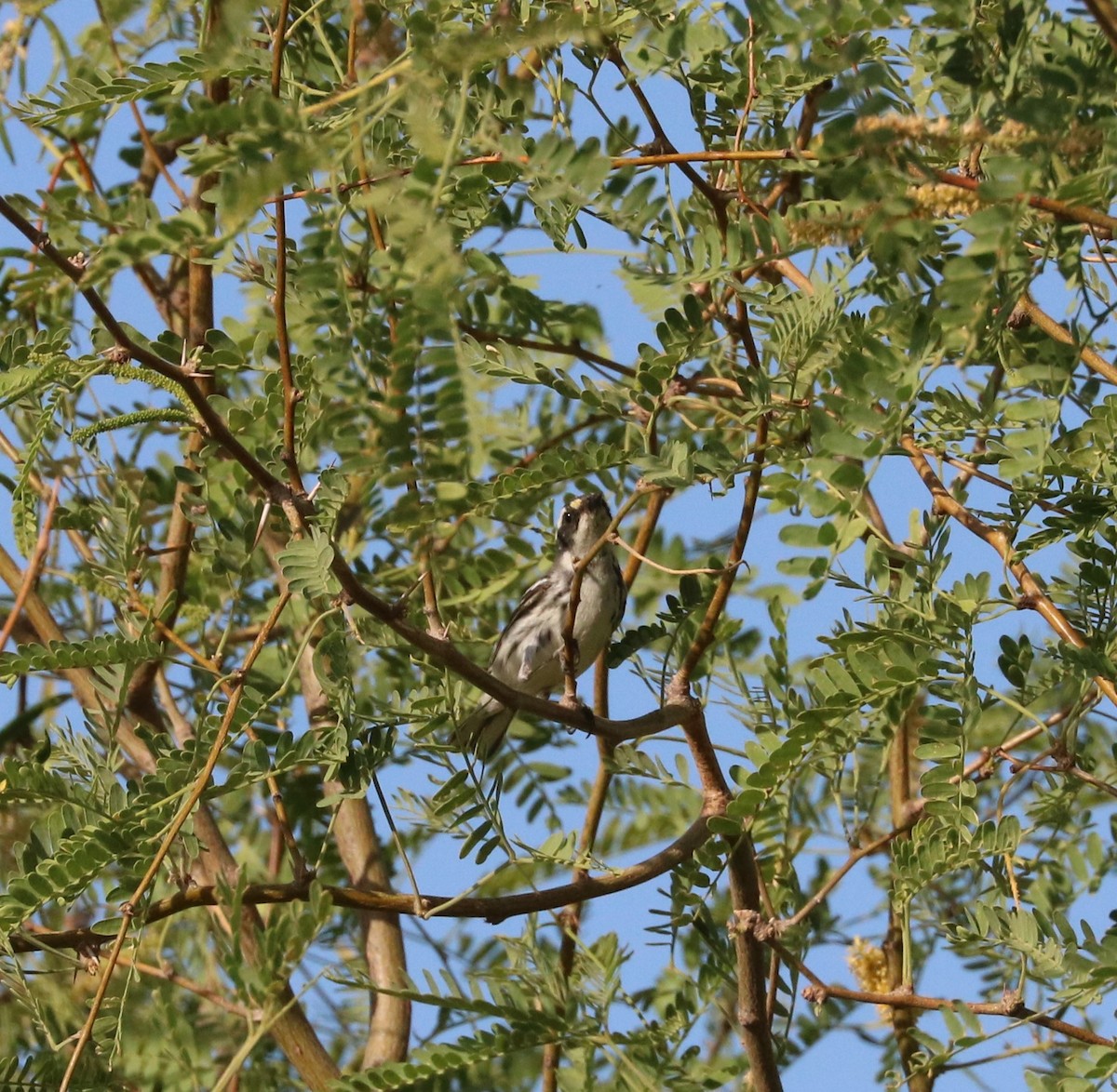 Black-throated Gray Warbler - ML620591767