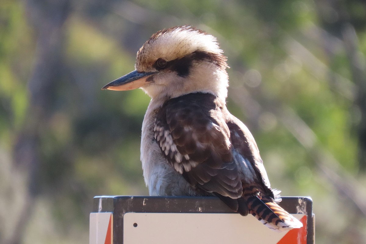 Laughing Kookaburra - ML620591768