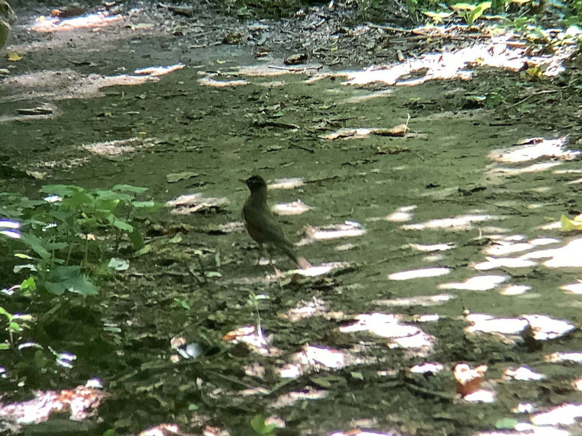 American Robin - ML620591769