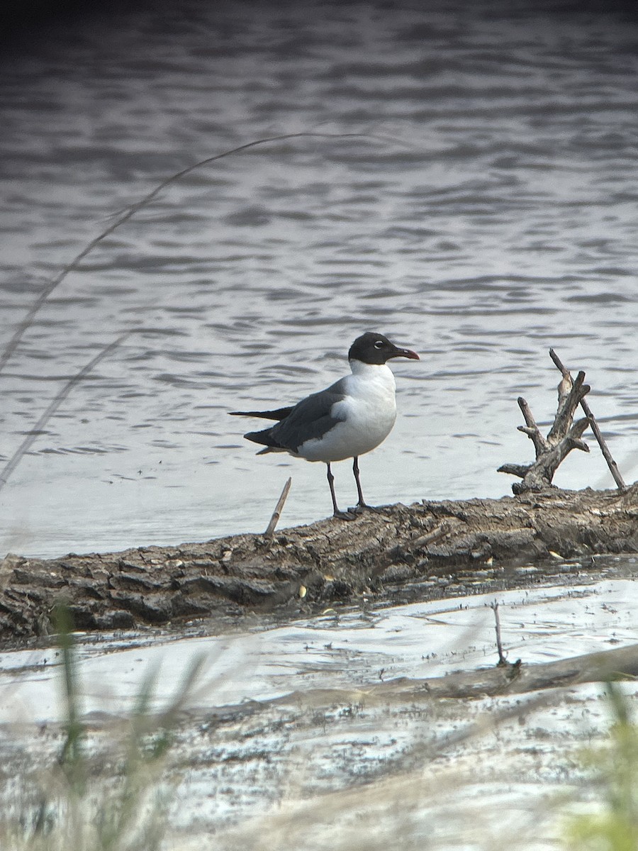 Laughing Gull - ML620591770