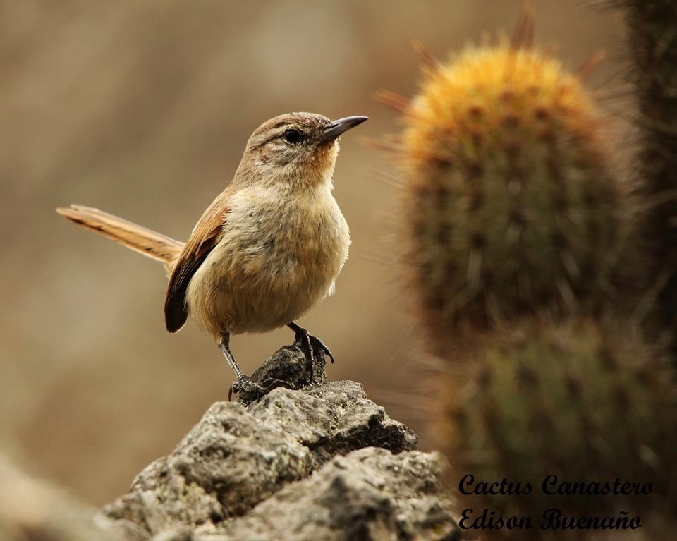 Canastero de Los Cactus - ML620591773