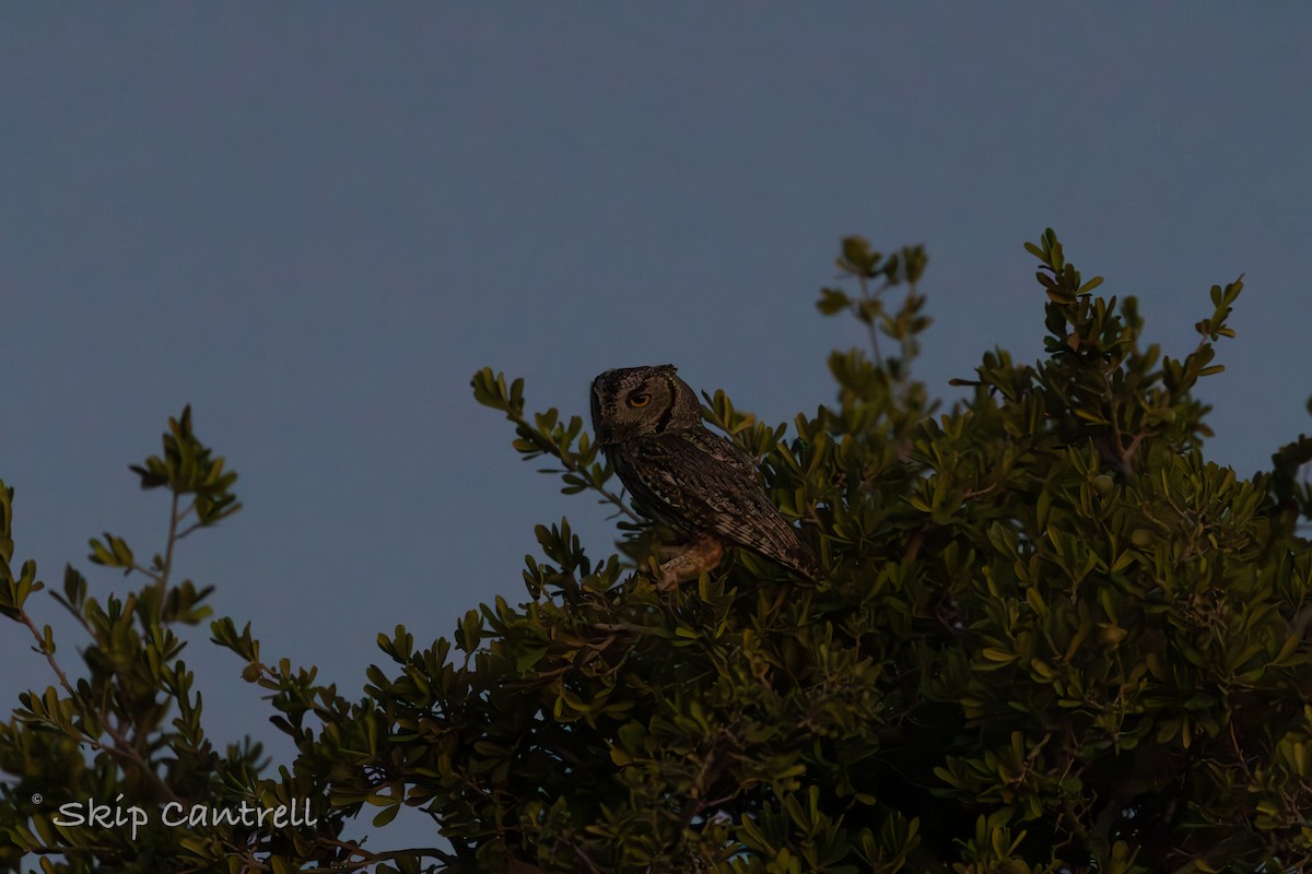 Western Screech-Owl - ML620591781