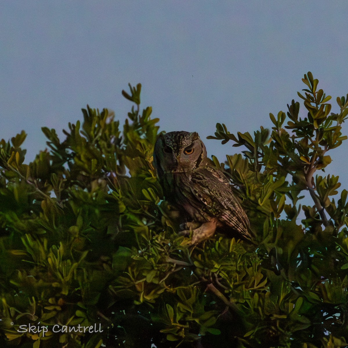 Western Screech-Owl - ML620591782