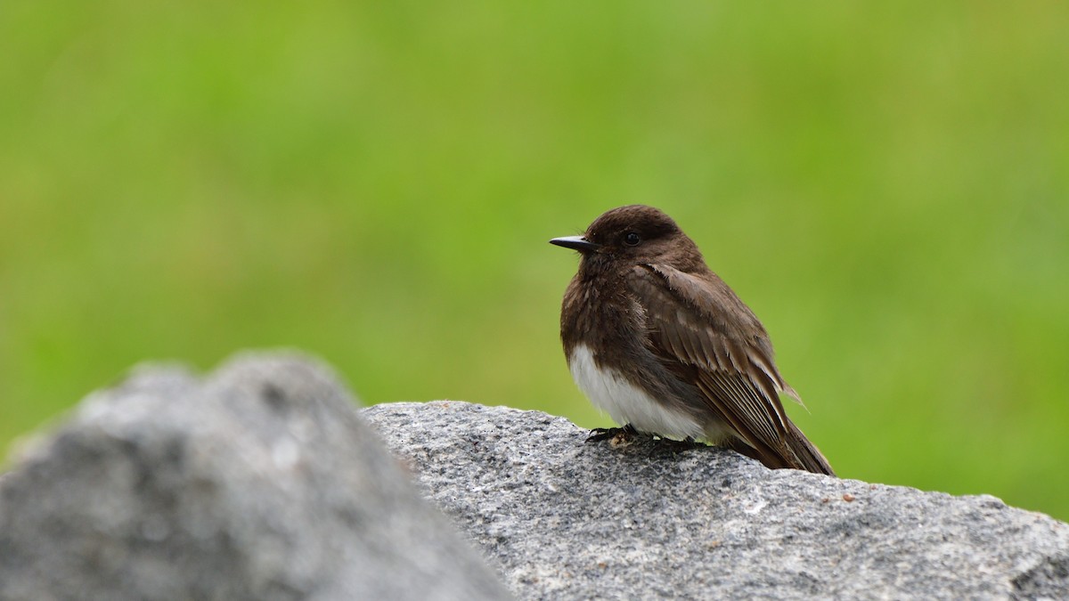 Black Phoebe - ML620591787