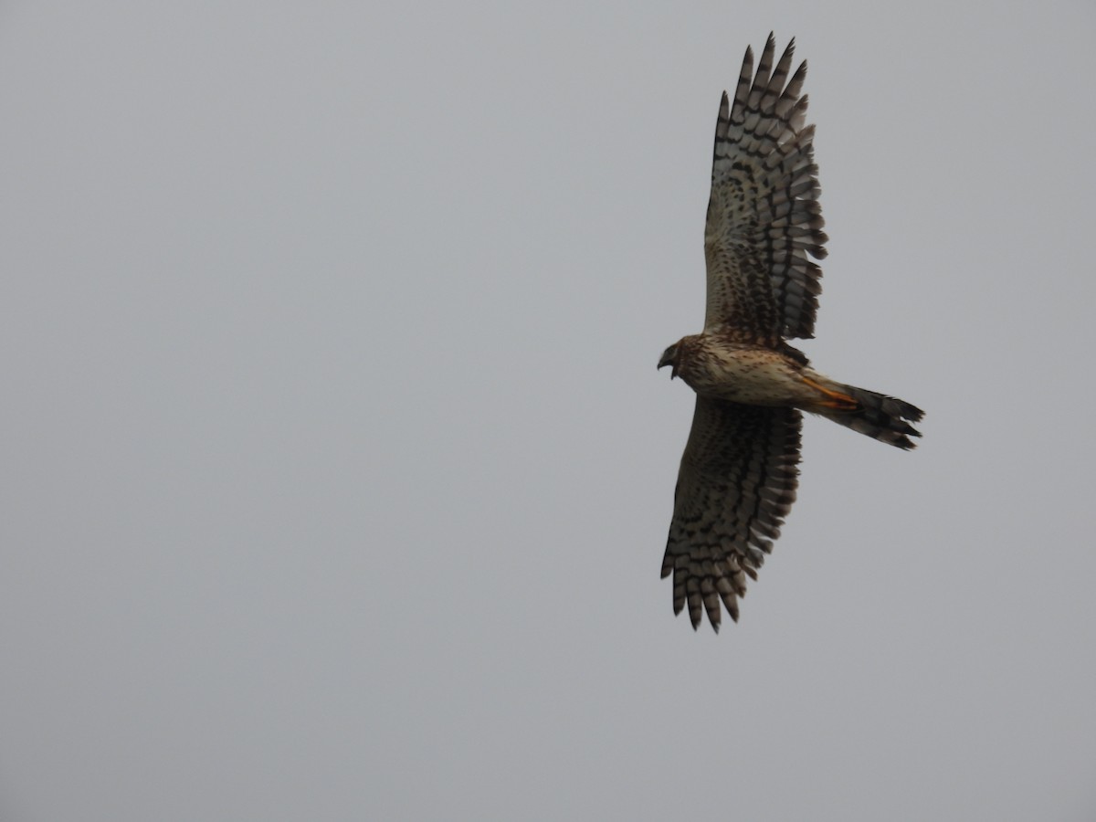 Northern Harrier - ML620591788