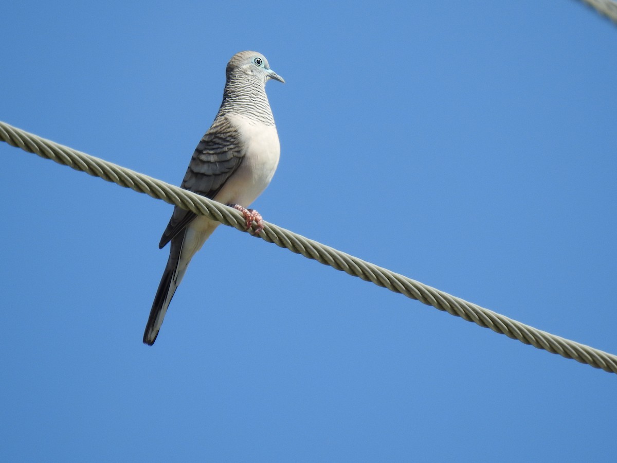 Peaceful Dove - ML620591789