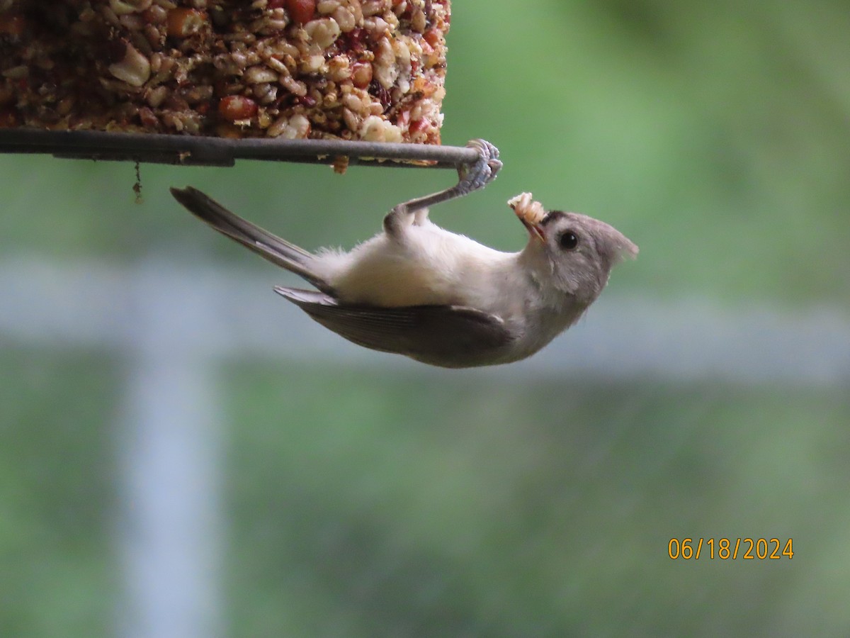 Tufted Titmouse - ML620591799