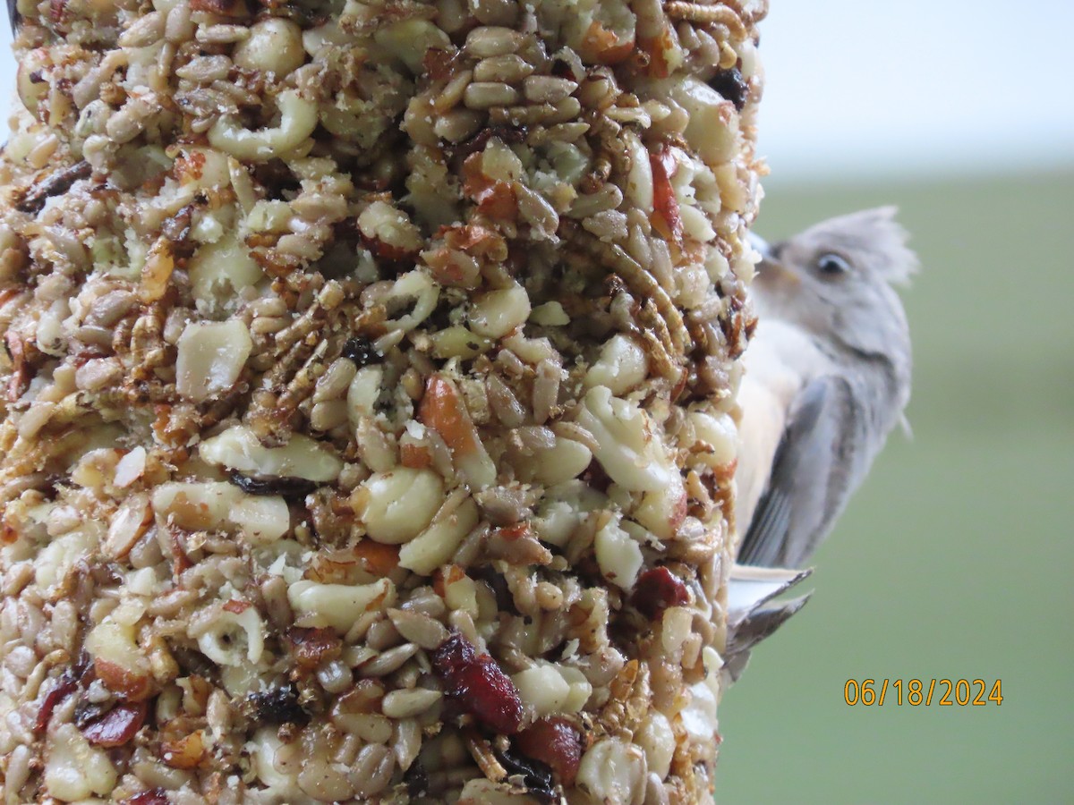 Tufted Titmouse - ML620591802