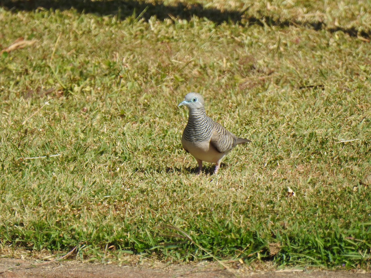 Peaceful Dove - ML620591807