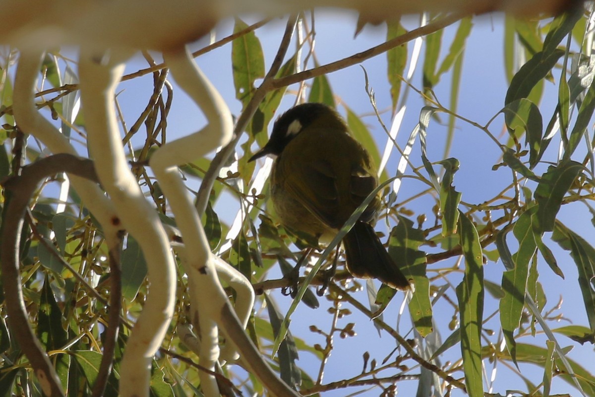 White-eared Honeyeater - ML620591810