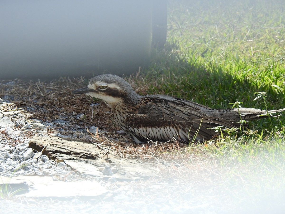 Bush Thick-knee - ML620591811