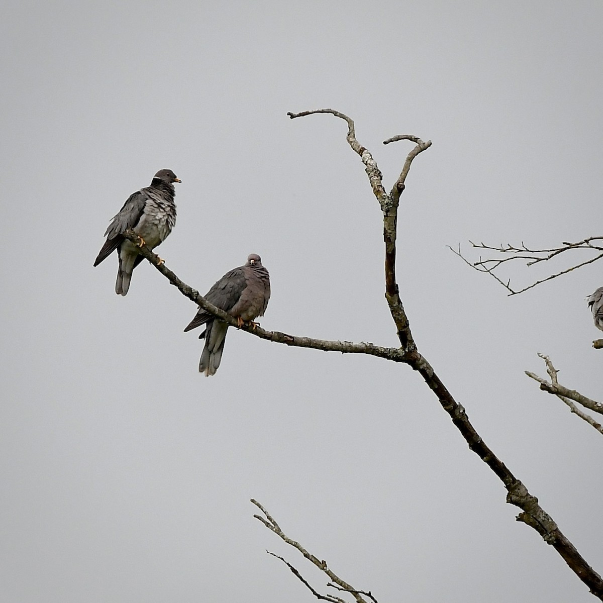 Band-tailed Pigeon - ML620591812