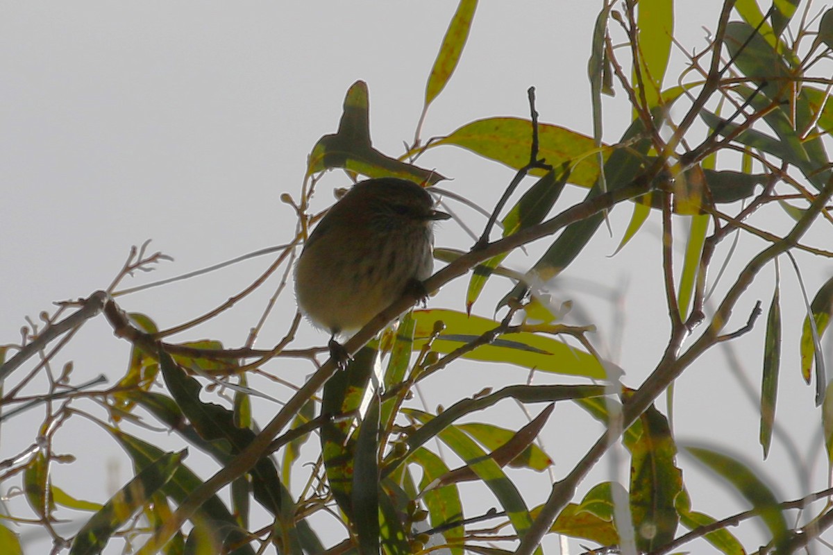 Striated Thornbill - ML620591813