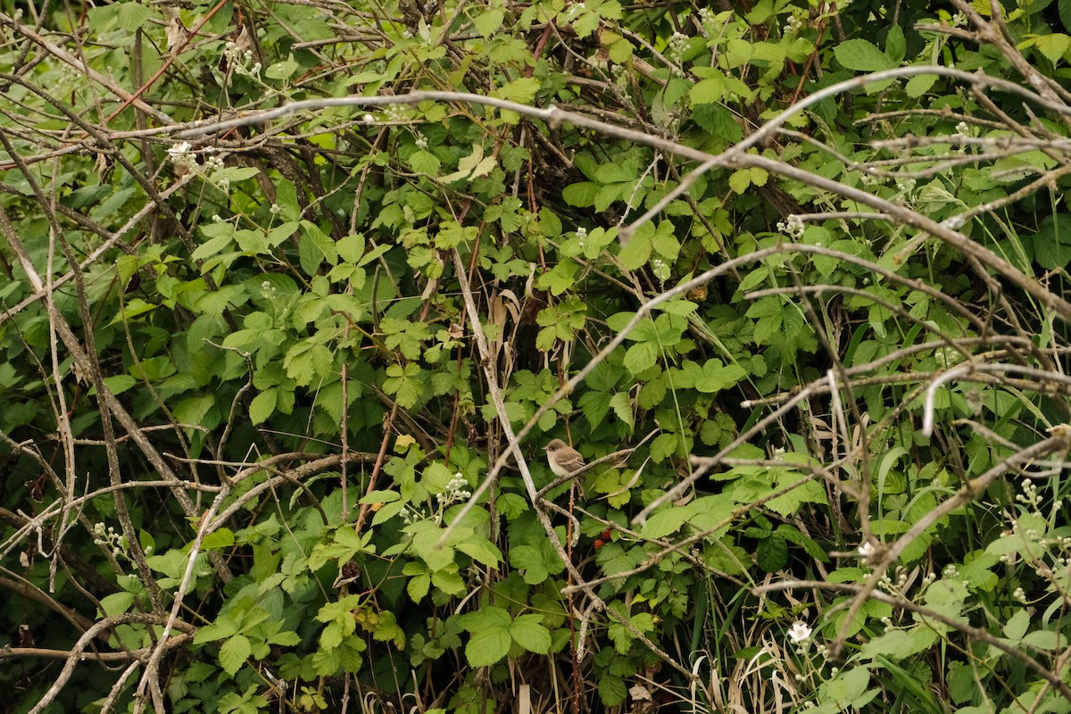 Willow Flycatcher - Ashpreet Thind