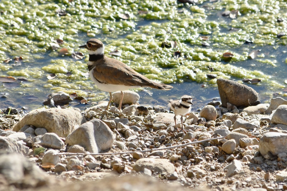 Killdeer - ML620591816