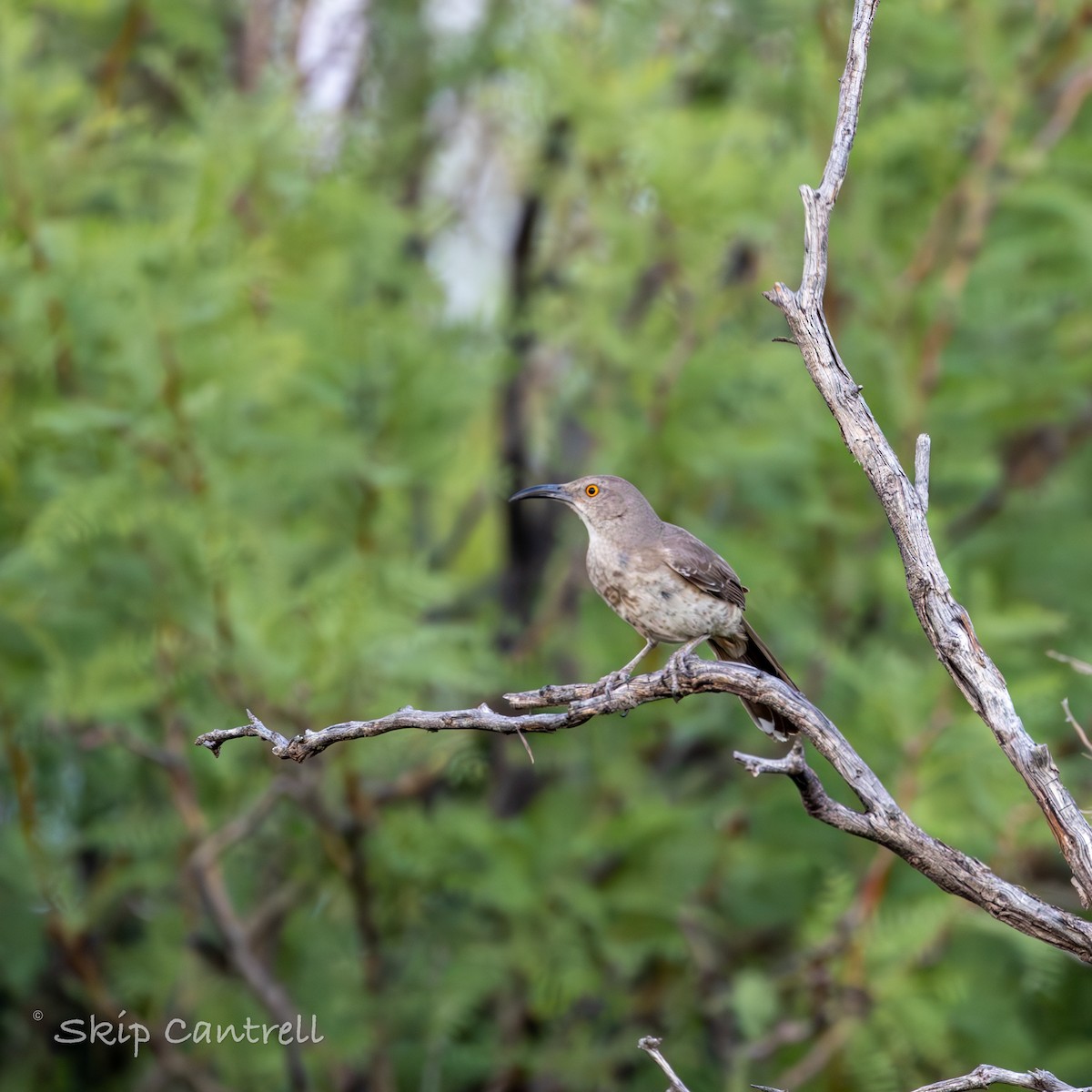 Curve-billed Thrasher - ML620591817