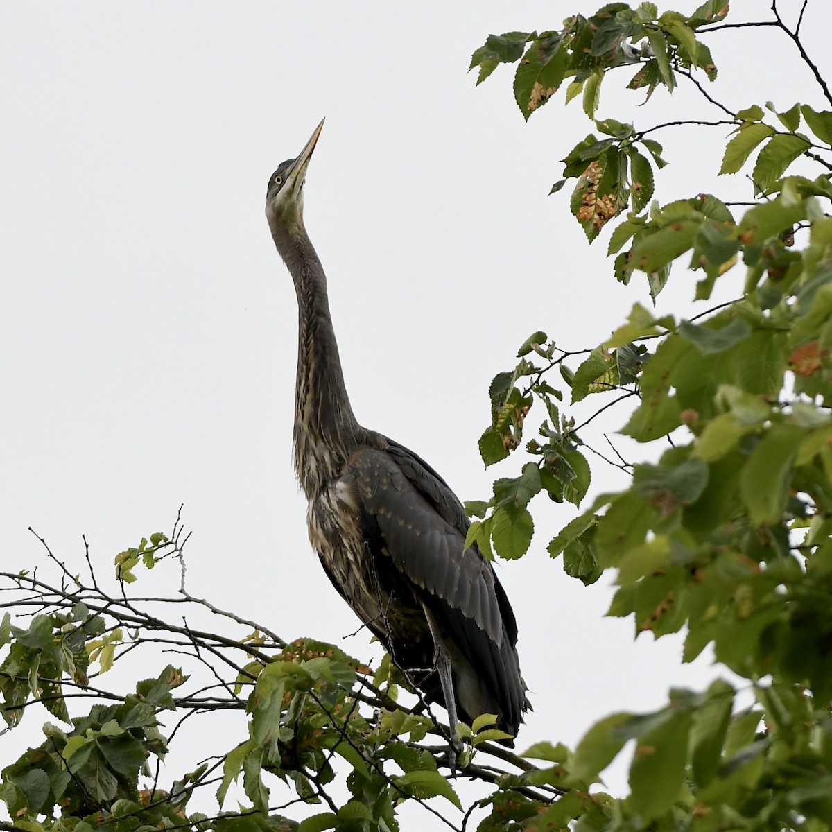 Great Blue Heron - ML620591819