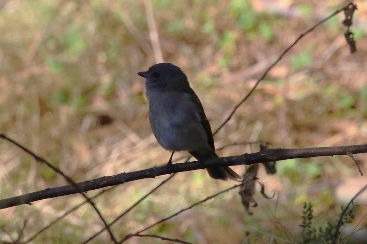 Golden Whistler - ML620591820