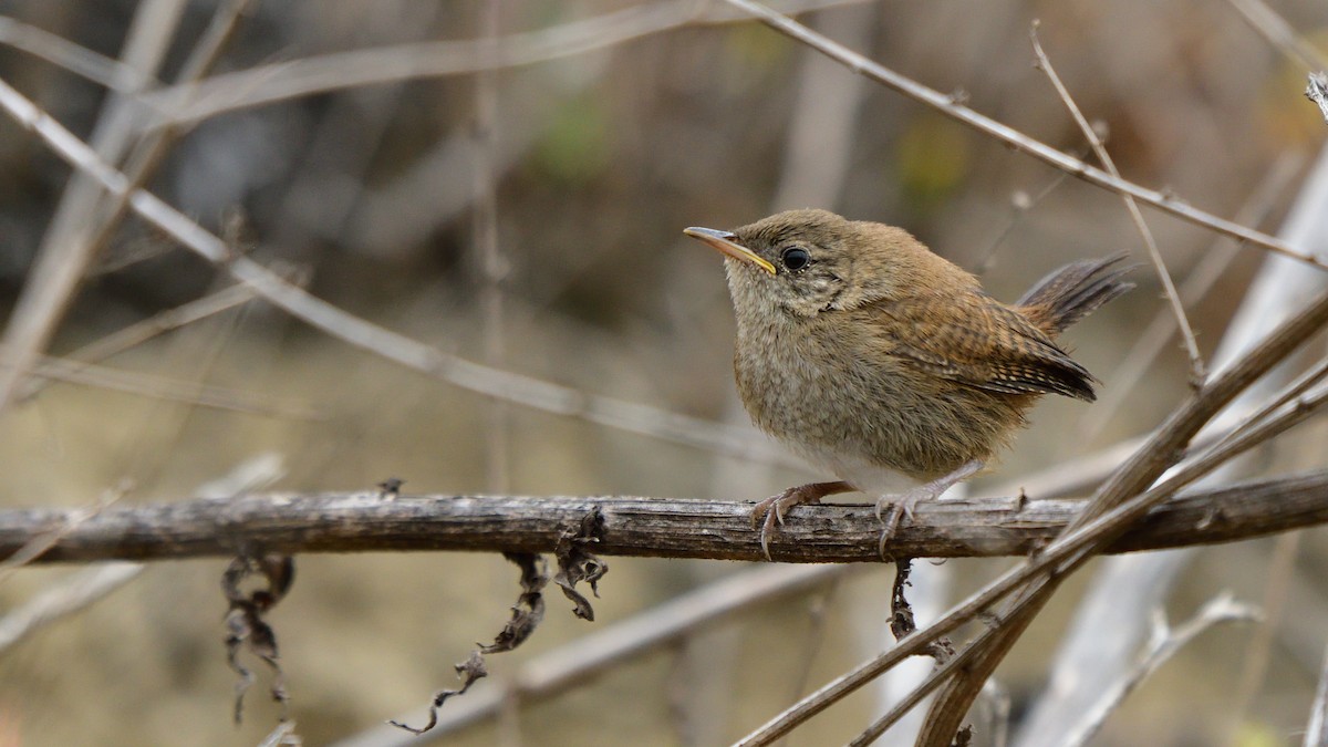 House Wren - Marcus Stephens