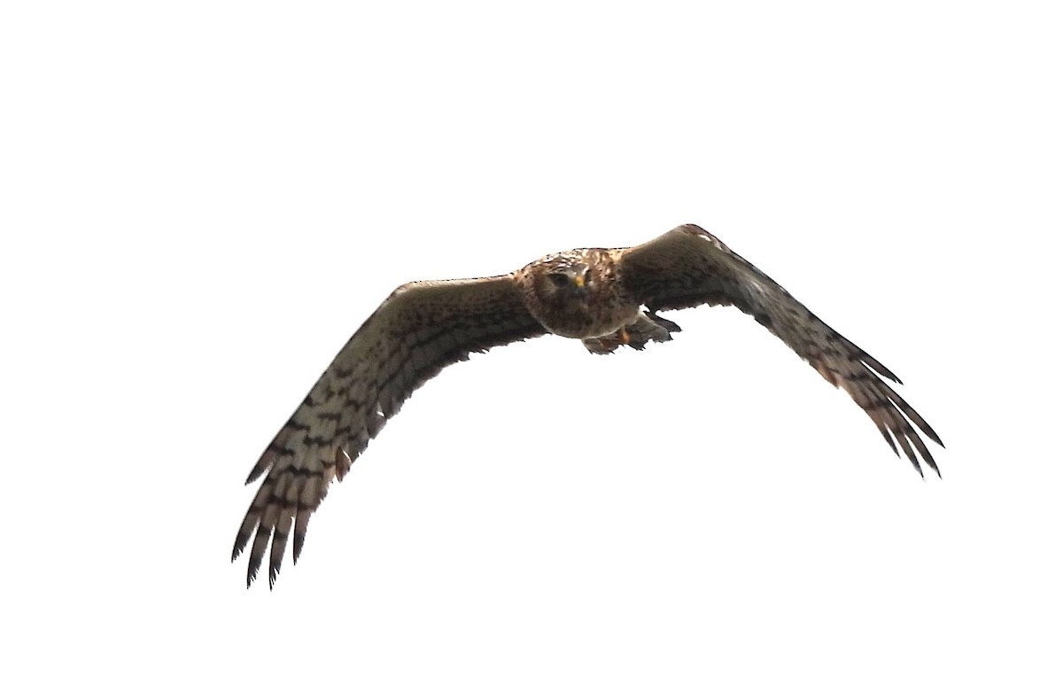 Northern Harrier - ML620591823