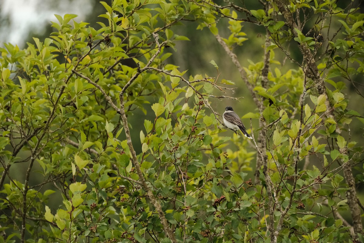 Eastern Kingbird - ML620591824