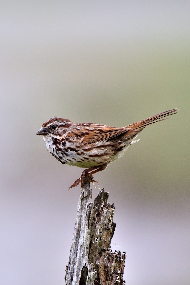 Song Sparrow - ML620591825