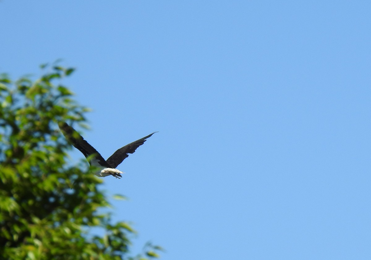 Straw-necked Ibis - ML620591826