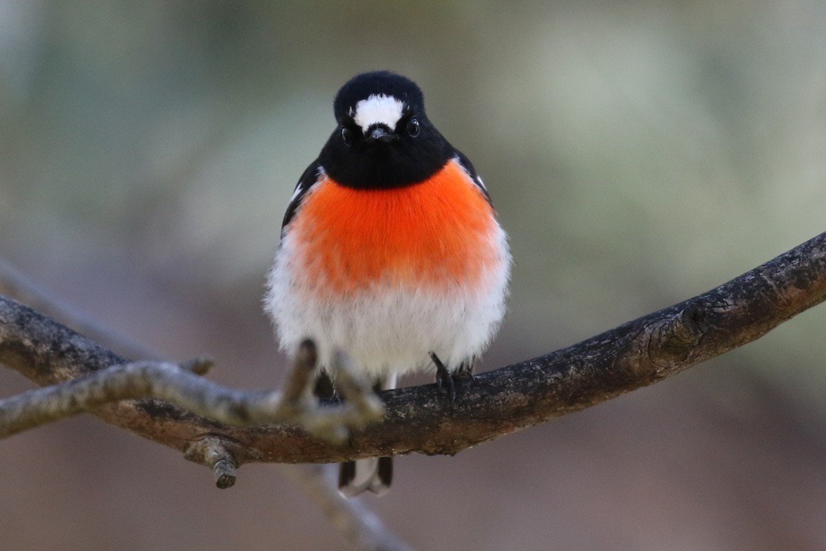 Scarlet Robin - ML620591827