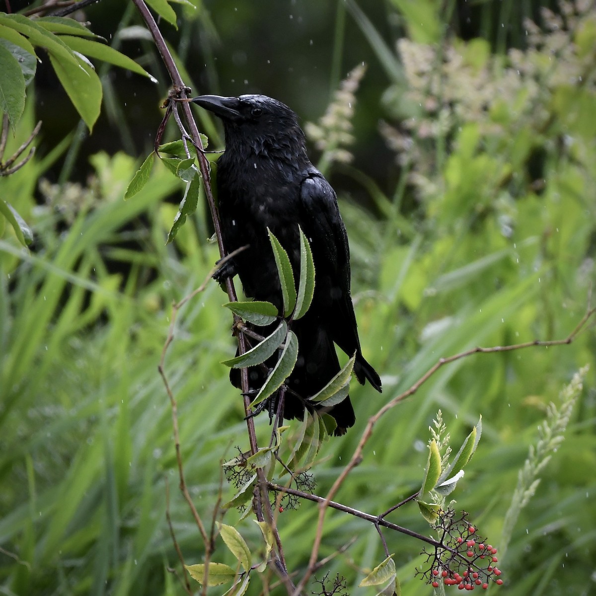 American Crow - ML620591828