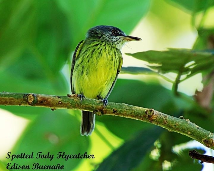 Spotted Tody-Flycatcher - ML620591830