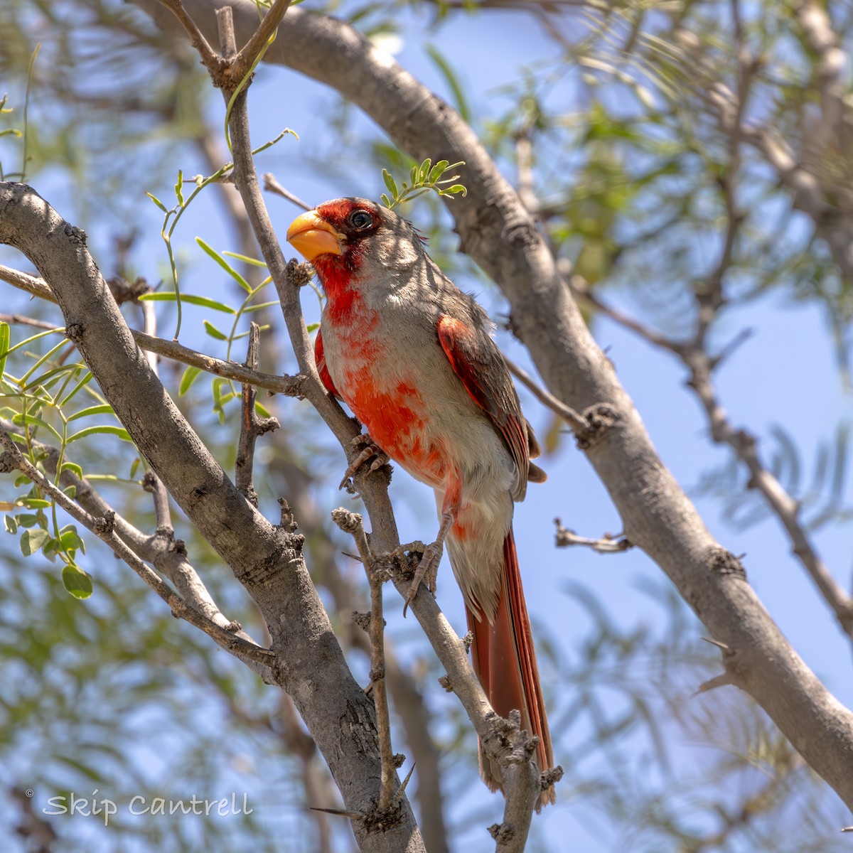 Cardinal pyrrhuloxia - ML620591832