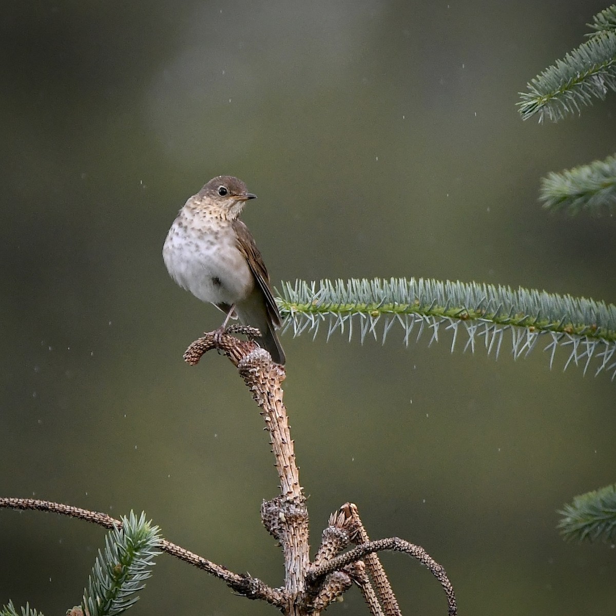 Swainson's Thrush - ML620591835