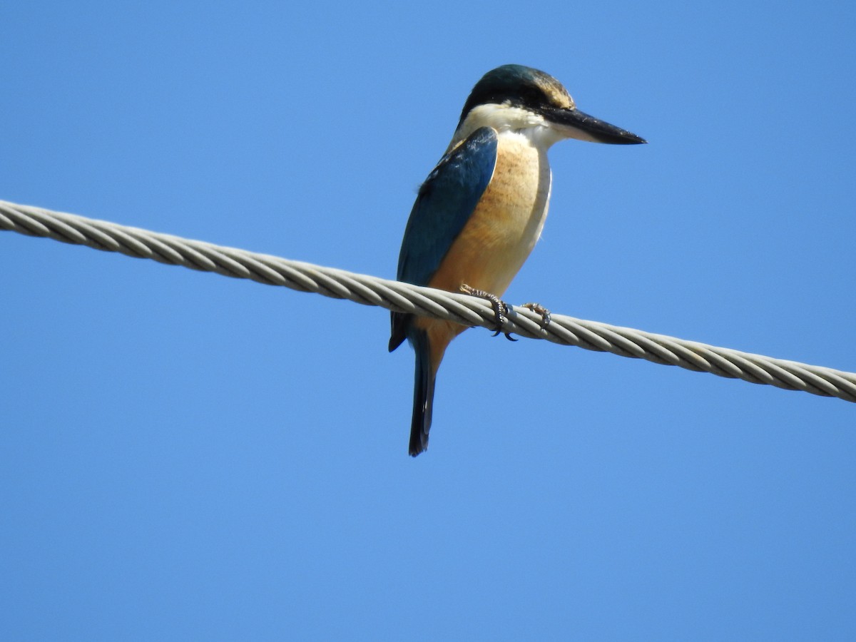 Sacred Kingfisher - ML620591847