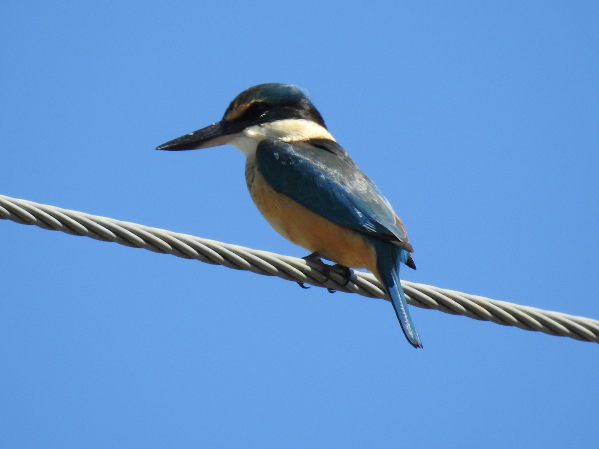 Sacred Kingfisher - ML620591859