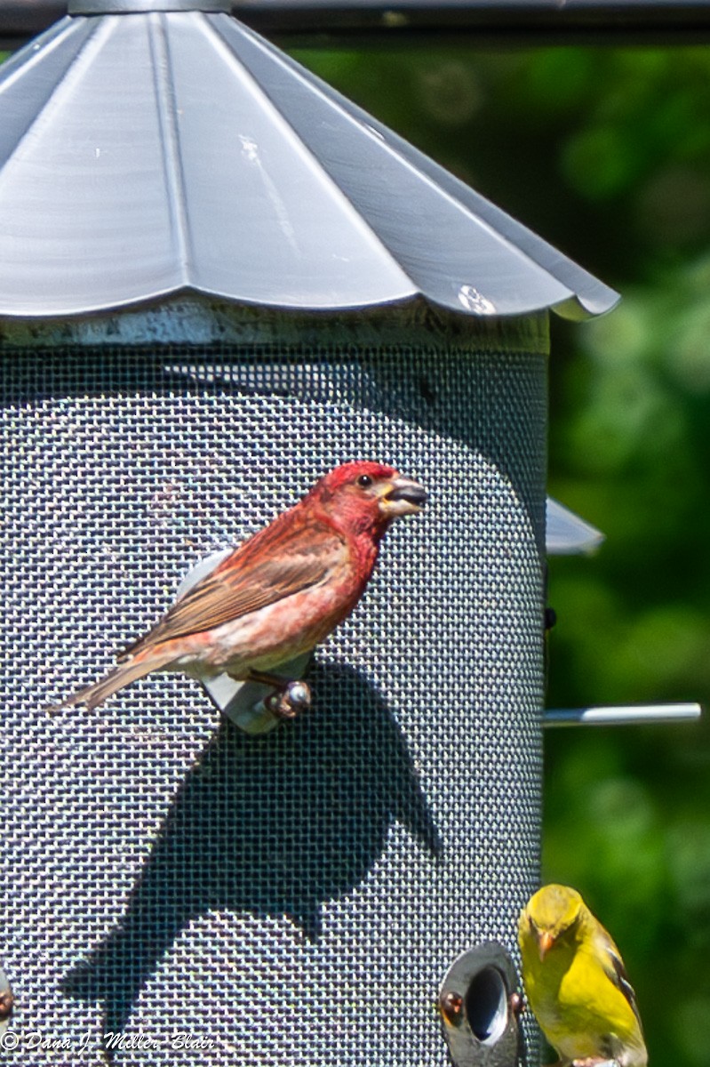 Purple Finch - ML620591860