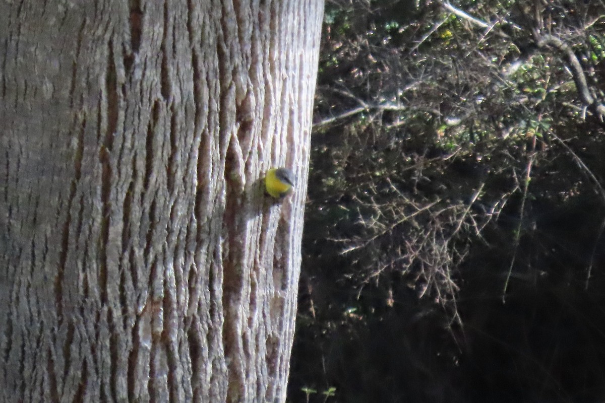 Eastern Yellow Robin - ML620591863