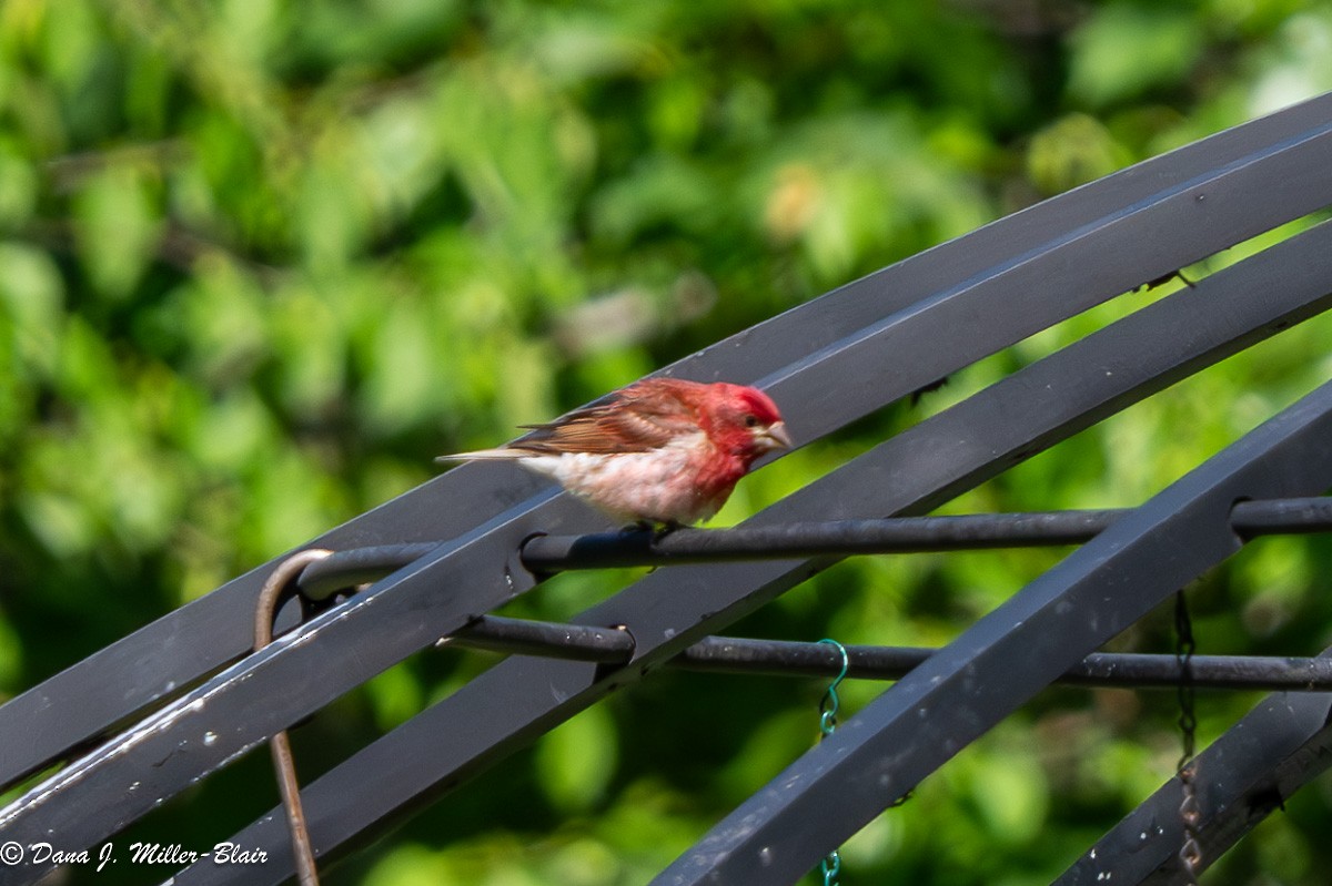 Purple Finch - ML620591864