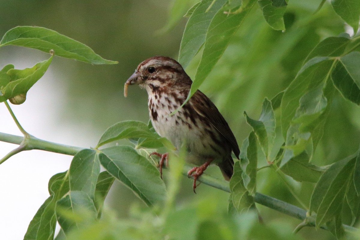 Song Sparrow - ML620591866