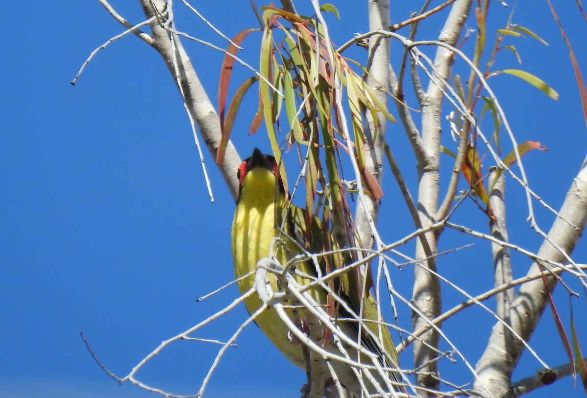 Australasian Figbird - ML620591868