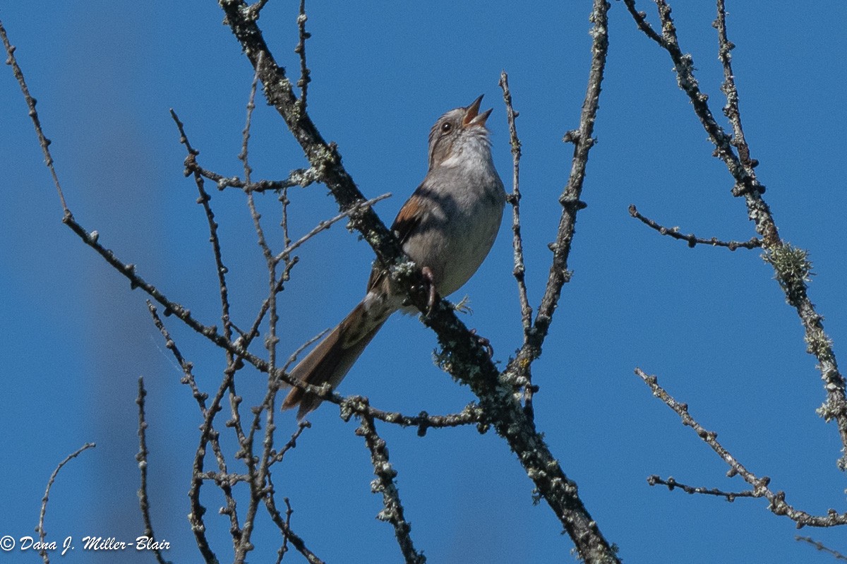 Swamp Sparrow - ML620591869