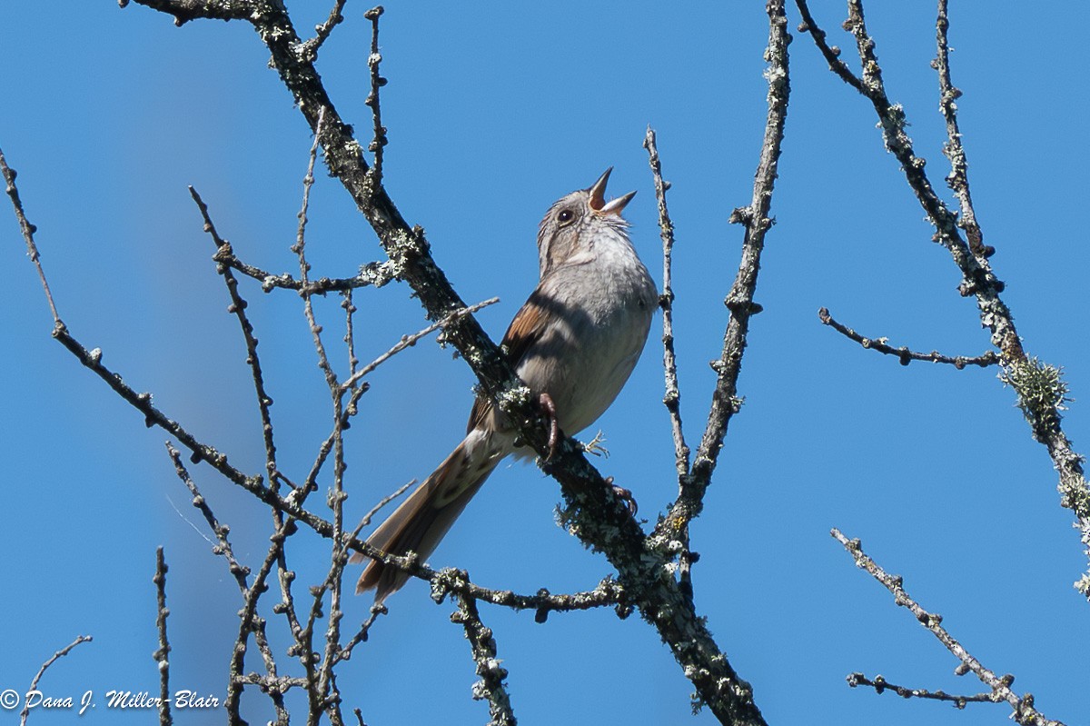 Swamp Sparrow - ML620591870