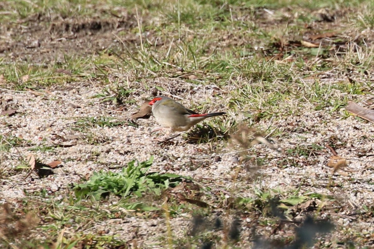 Red-browed Firetail - ML620591872