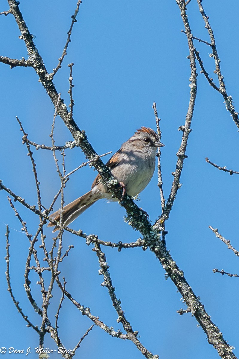 Swamp Sparrow - ML620591873