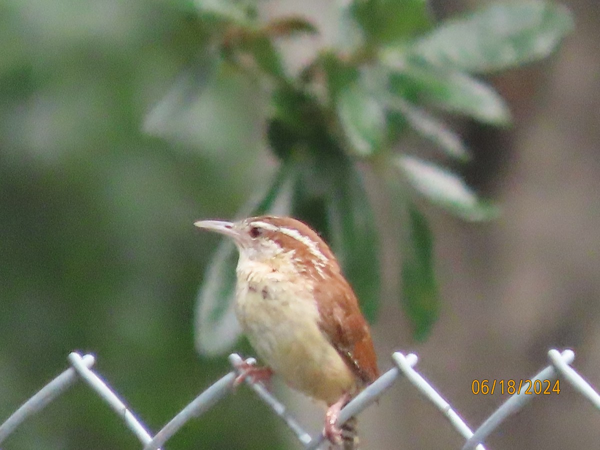 Carolina Wren - ML620591875