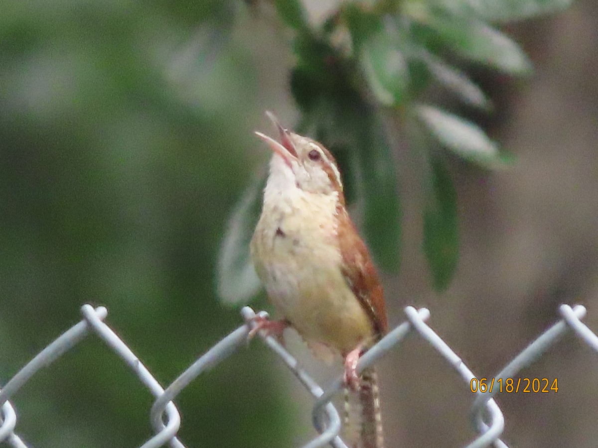 Carolina Wren - ML620591876