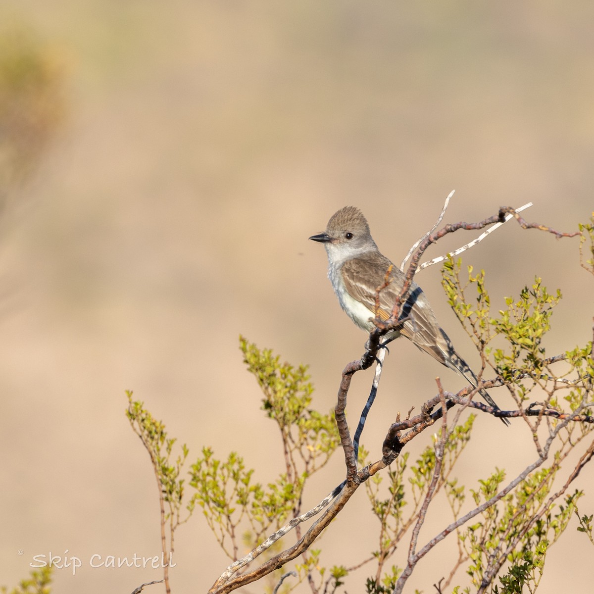 Ash-throated Flycatcher - ML620591877